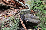 slides/110918_031_a.html