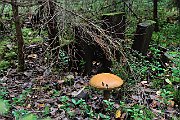 slides/110918_070_a.html