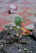 slides/070909_081_a.html
