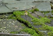 slides/070909_118_a.html