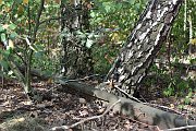 slides/160924_118_a.html