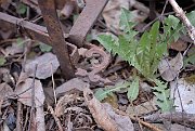 slides/070428_177_a.html