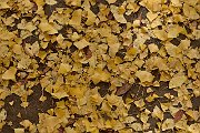 slides/151027_076_a.html