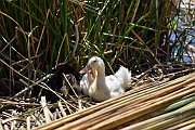 slides/141111_032_a.html